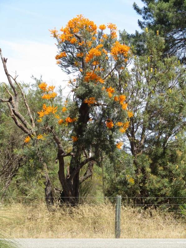 Forkert Resonate Undtagelse Nuytsia floribunda - WA Christmas Tree - Australian Native Nursery