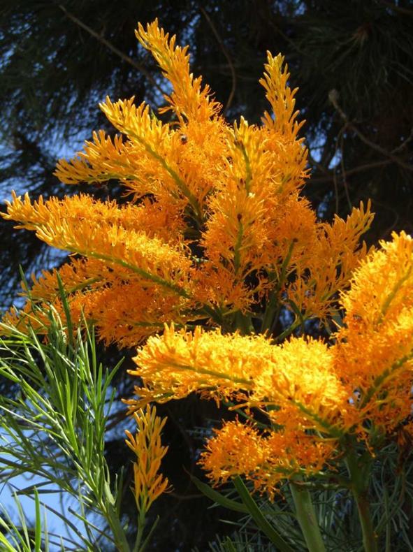 Forkert Resonate Undtagelse Nuytsia floribunda - WA Christmas Tree - Australian Native Nursery