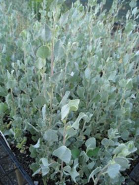 Atriplex – Salt Bush