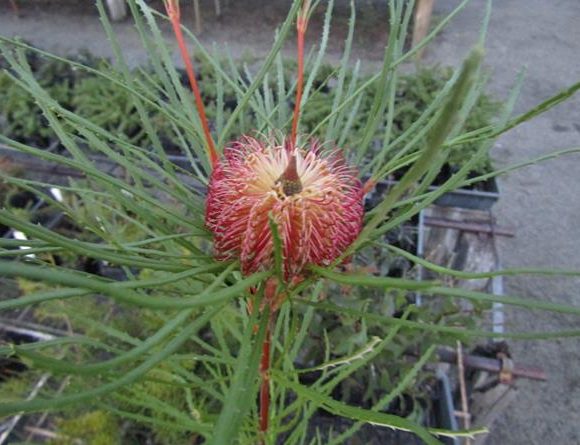 Banksia occidentalis – Red Swamp Banksia