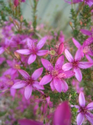 Australian native gardening is BEST!