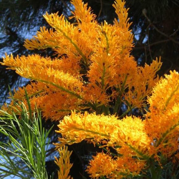Nuytsia floribunda – WA Christmas Tree