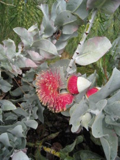 A Selection of Waterwise Plants